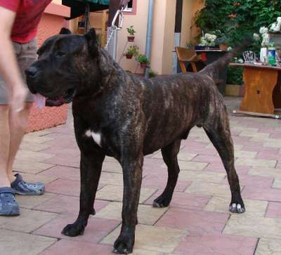 RUFUS DE RADUCA
