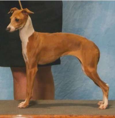 Marchwind Tawny Blonde