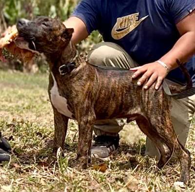 KALOS CHAJLLA PERRO DE PRESA