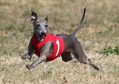 Tana Feritte Bugsy