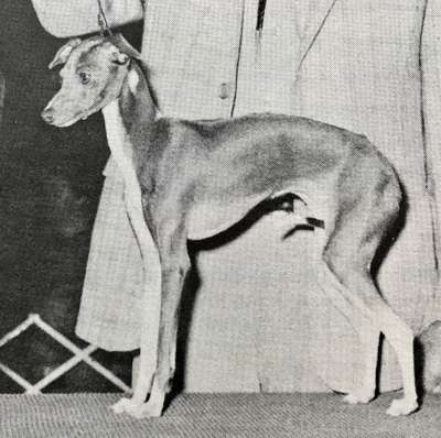 Lenlo's Daisy May Of Ferazi