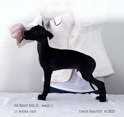 Nubiad Nil Unique Sasaki