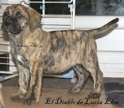 EL DIABLO DE LUCIA ELEA