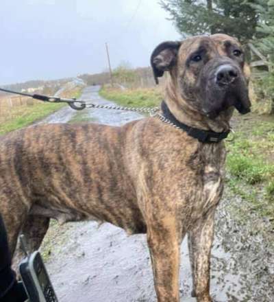 K888RMA-KENNELS-POPPY