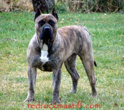 MEDAGLIA’S FLOYD