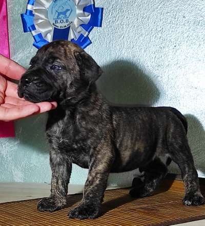 IMPERIAL ARDOR BULL