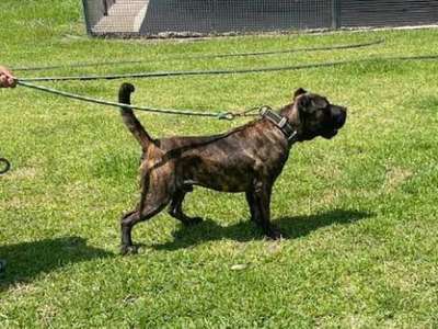 KRONOS CHAJLLA PERRO DE PRESA