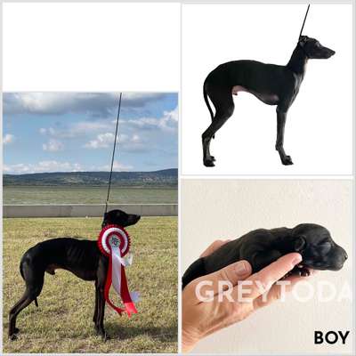 Greytoday Yrti