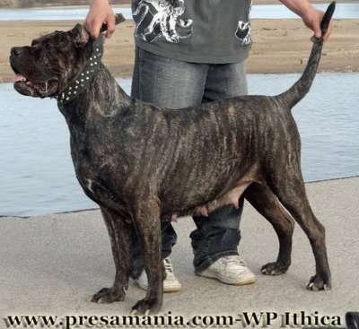 BIGGIE'S PRESAS ITHICA (FATTIE)