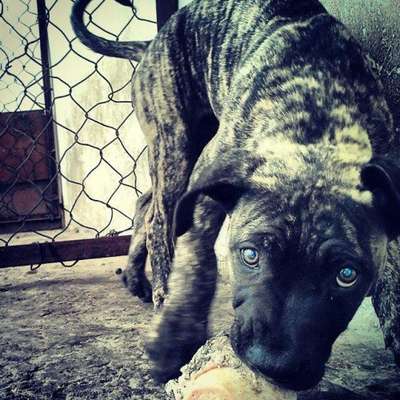 CONAN DE PEYRE KENNELS