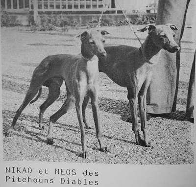 Nikao Des Pitchoun Diables