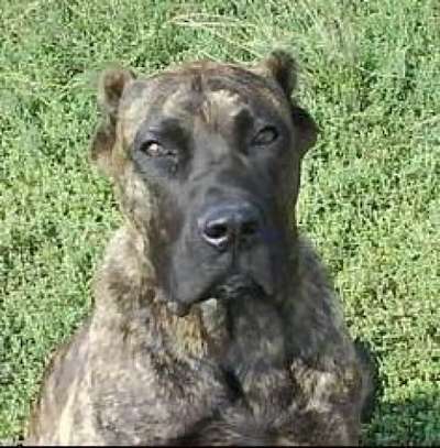 BANTU EL PANNON PERRO DE PRESA