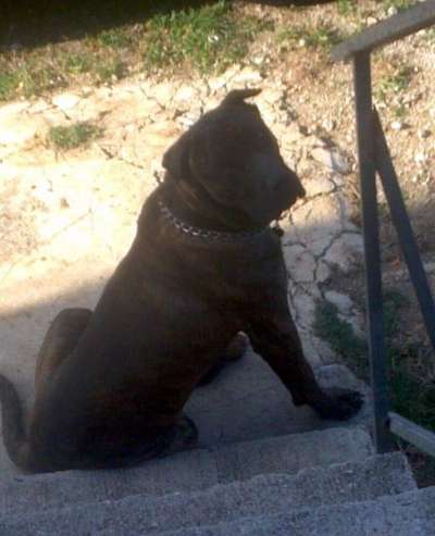 YOMO PERRO DE CABEZA GRANDE