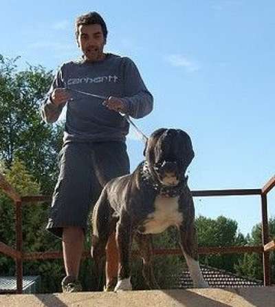 TARUGO DE IRON BULL