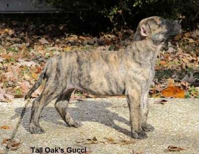 GUCCI OF TALL OAKS