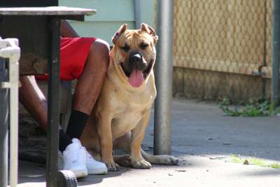 KINGDOM K9'S ZEUS