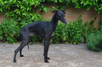 Ackra's Romeo Giigli