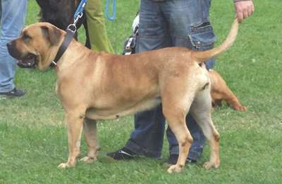 URIA BALUARTE DE LOS PERROS