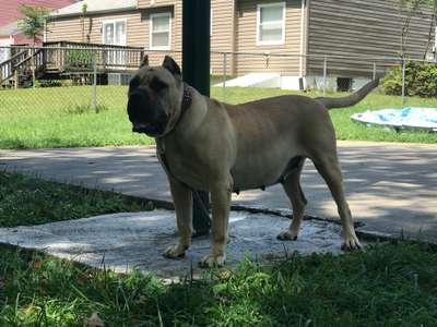 IRON PRESS KENNELS TUNDRA