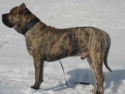 CURRO DORAMUS