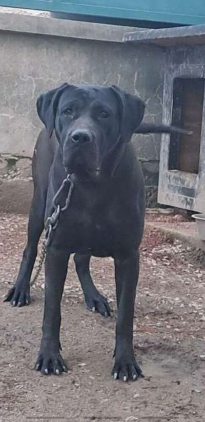 ZULA SICILIA KENNEL