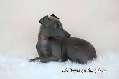 Idel Vento Chilita Cheyzi