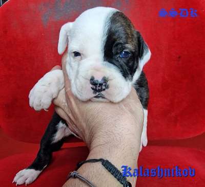 KALASHNIKOV OF SEVEN SHARKY DINASTY KENNEL