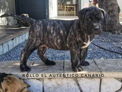 ROLLO EL AUTENTICO CANARIO