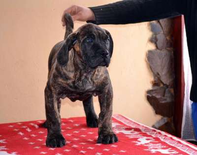 GABOR DE MILKY WAY LUDUS