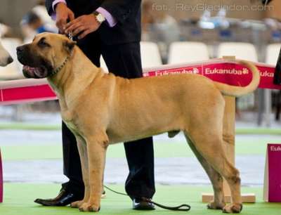 CERBEROS GRAN CANARIAN BENKOR