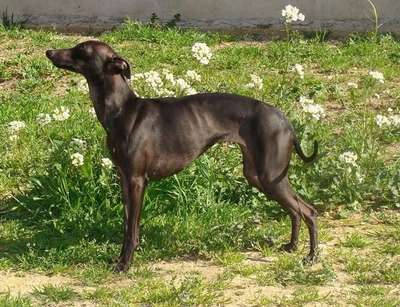 Eclypse Des Princes De Kazan