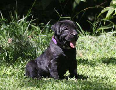 A'PENELOPE DE CABEZA GRANDE