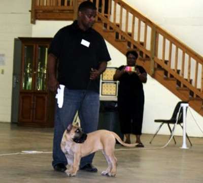 BRAVO KENNEL'S LUCIA