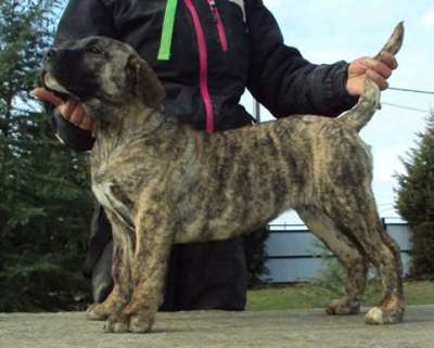 ANIA DE ZOOCOSMOS