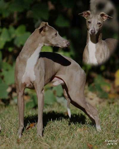 Willowmere's Bleu Persuasion II