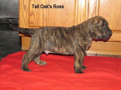 ROSS OF TALL OAKS