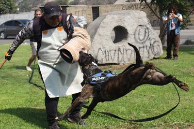 SHANKS CHAJLLA PERRO DE PRESA