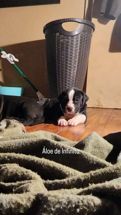 ALOE DE INFINITO