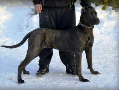 LOCA PERRO DE PRESA BECERRIL (KIRA II)