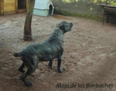 MOJO DE LOS BIMBACHES
