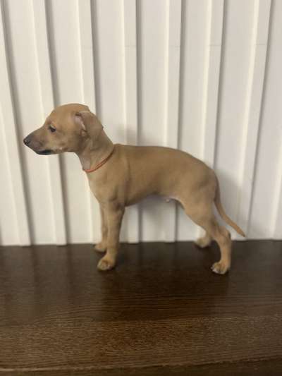 Caramel Duke Charty Jagi