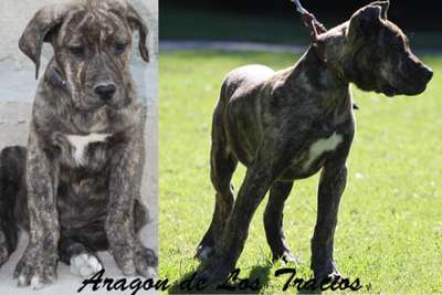 ARAGON DE LOS TRACIOS