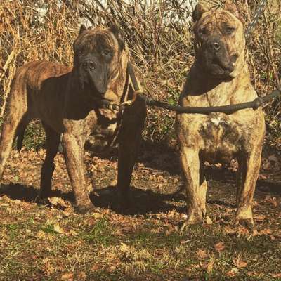 IRON PRESS KENNELS GUNNY