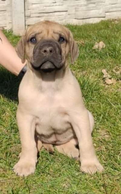 LOLA FUERTE CANARIO