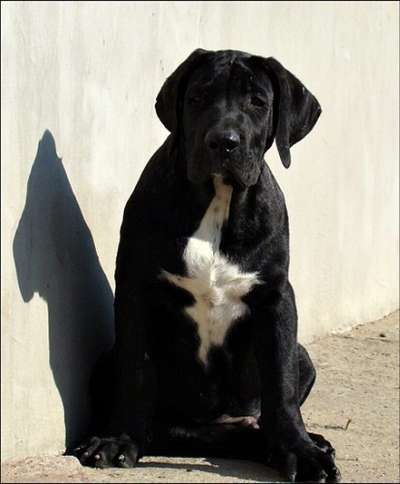 DYKTATOR CABALLERO CANARIO