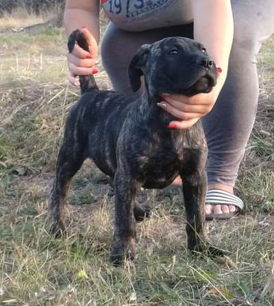BANDIT DE BMK DEVILS
