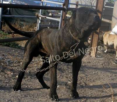 KAISER DEL CANARIO
