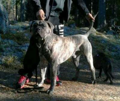 LOBO DE CANMUC