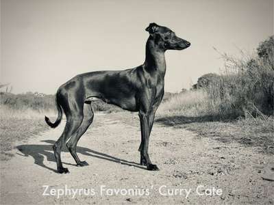 Zephyrus Favonius' Curry Cate