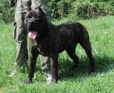 I'ROCCO DE MOZACAN BULL